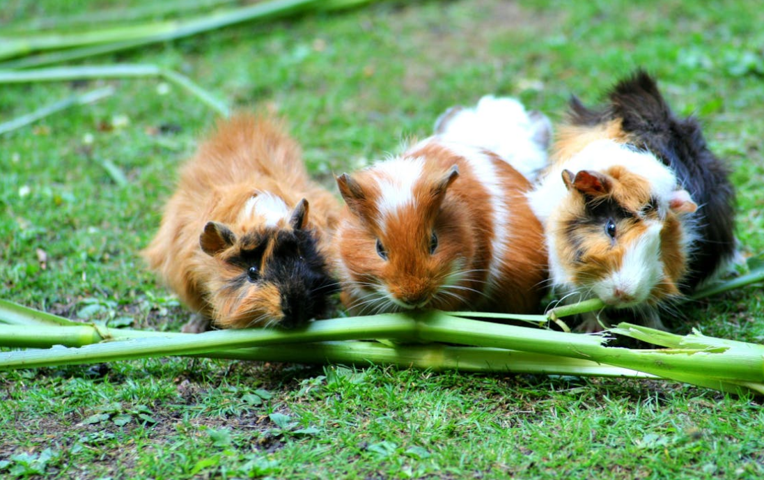 Bracken Ridge pet census

