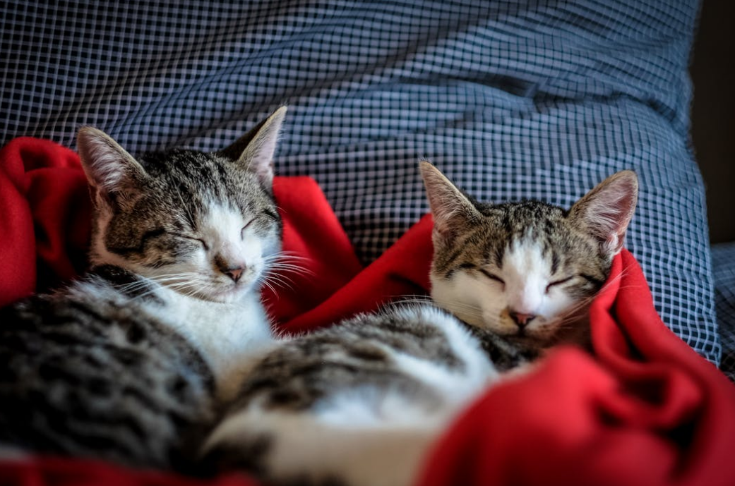 Queensland pets