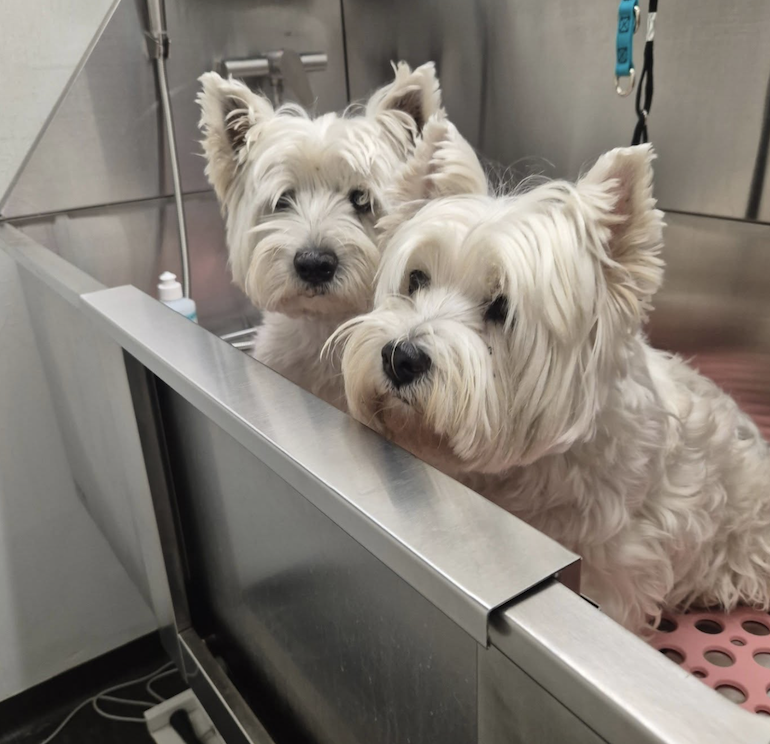 Ralph and Jo-Jo's Pet Care